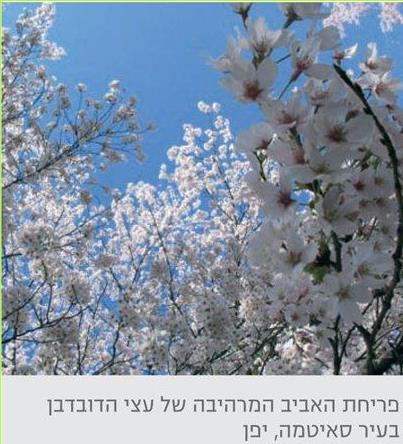 פריחת האביב המרהיבה של עצי הדובדבן בעיר סאיטמה, יפן